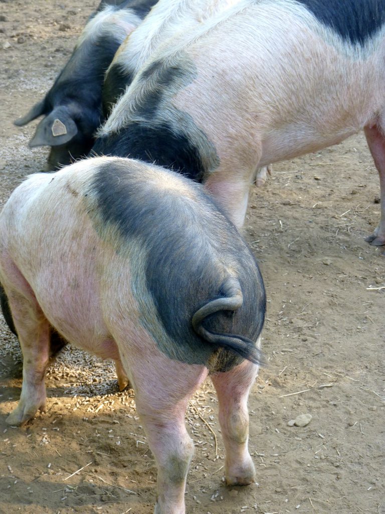 Cochon cul noir du Limousin