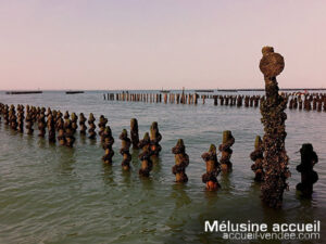 bouchots l'aiguillon-sur-mer vendée